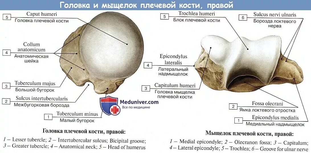 Мыщелок плеча. Головка мыщелка плечевой кости на латыни. Головка плечевой кости на латинском. Плечевая кость анатомия мыщелок. Головка плечевой кости латынь.