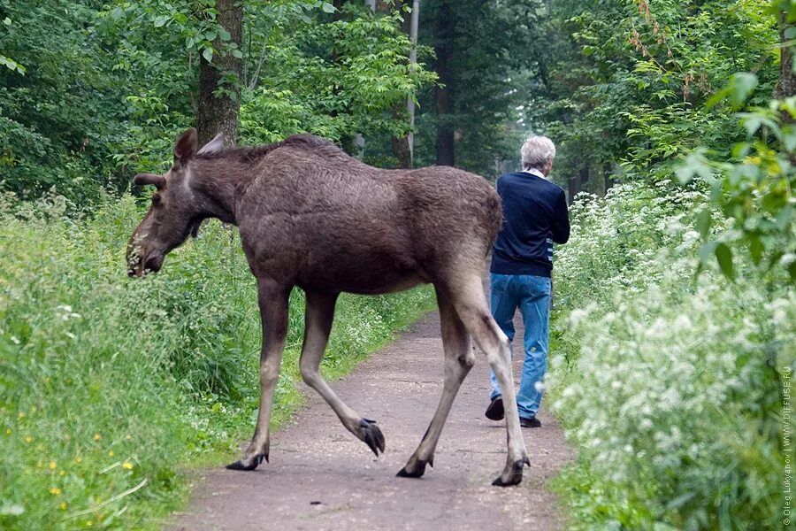 Лосиные пруды. Парк Сокольники лоси. Парк Лосиный остров лоси. Лосиный остров в Сокольниках. Лоси в парке Лосиный остров.