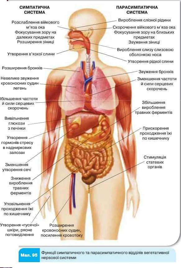 Анатомия человека расположение органов