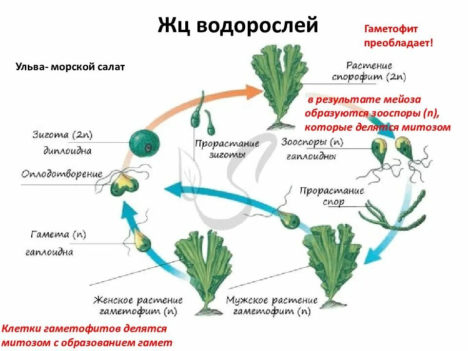 Спорофиты примеры. Жизненный цикл водоросли ульвы. Жизненный цикл водоросли ульвы схема. Ульва водоросль цикл развития. Схема жизненного цикла бурой водоросли.