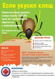 Как надо поступить при укусе клеща тест