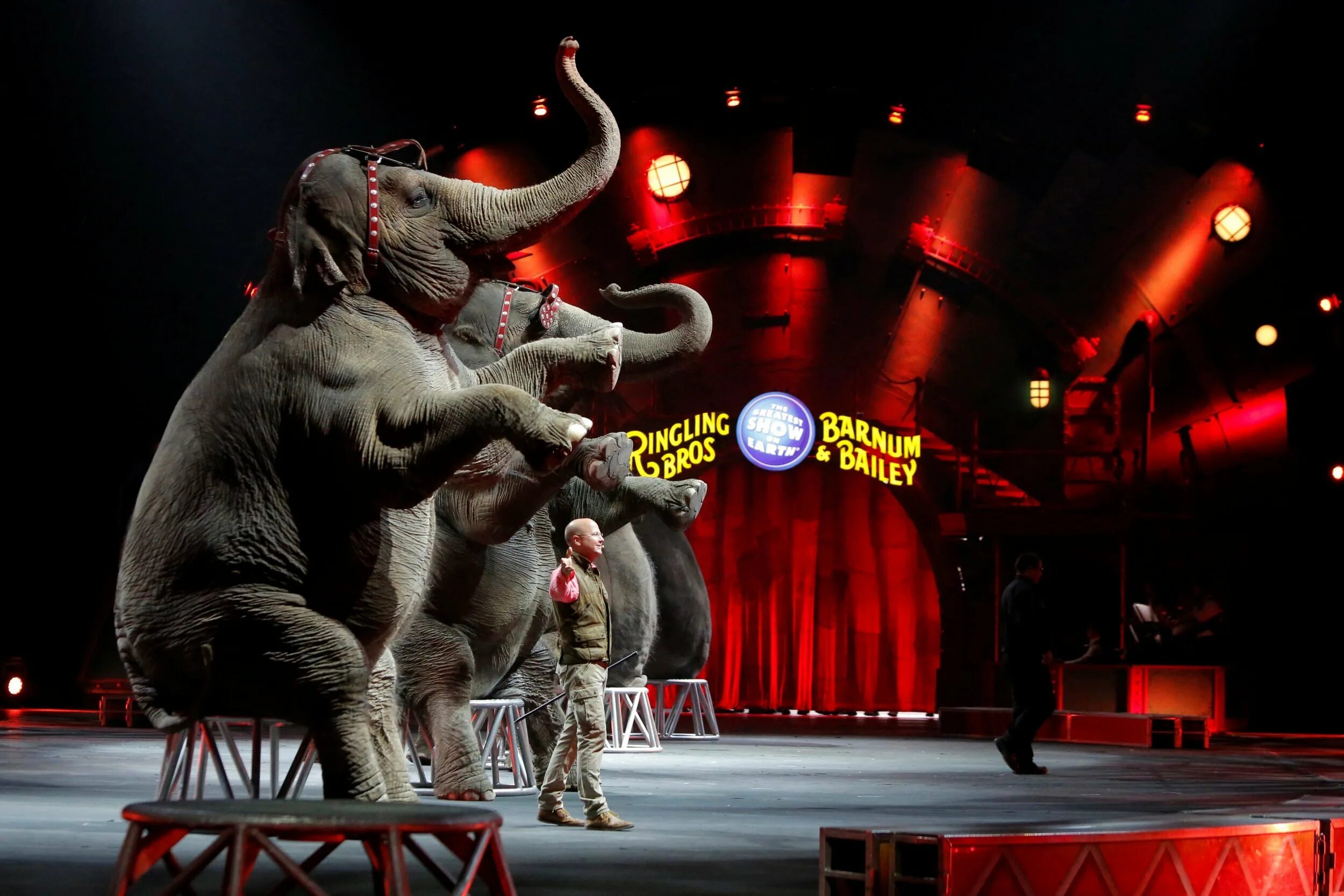 Цирковые животные. Американский цирк шапито. And barnum & bailey. Circus its. Ringling brothers and barnum bailey цирк.