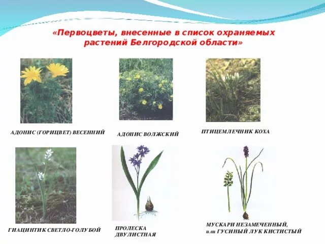 Растения и животные красной книги белгородской области список - TouristMaps.ru