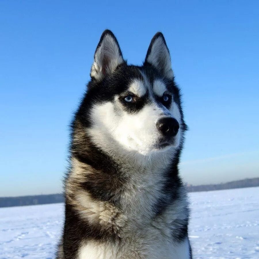 Лайка хаски маламут. Лайка и хаски. Ашка хаски. Хаски ф. Хаски ф.