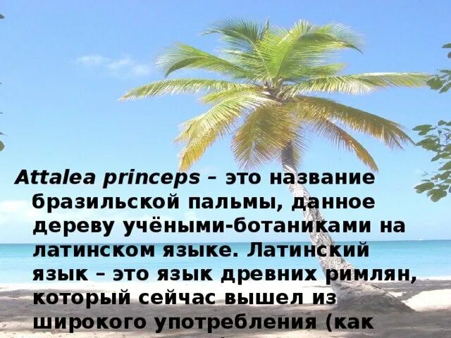 В м гаршин attalea princeps. Аталия принцепс. гаршин attalea princeps. иллюстрация к рассказу attalea princeps.