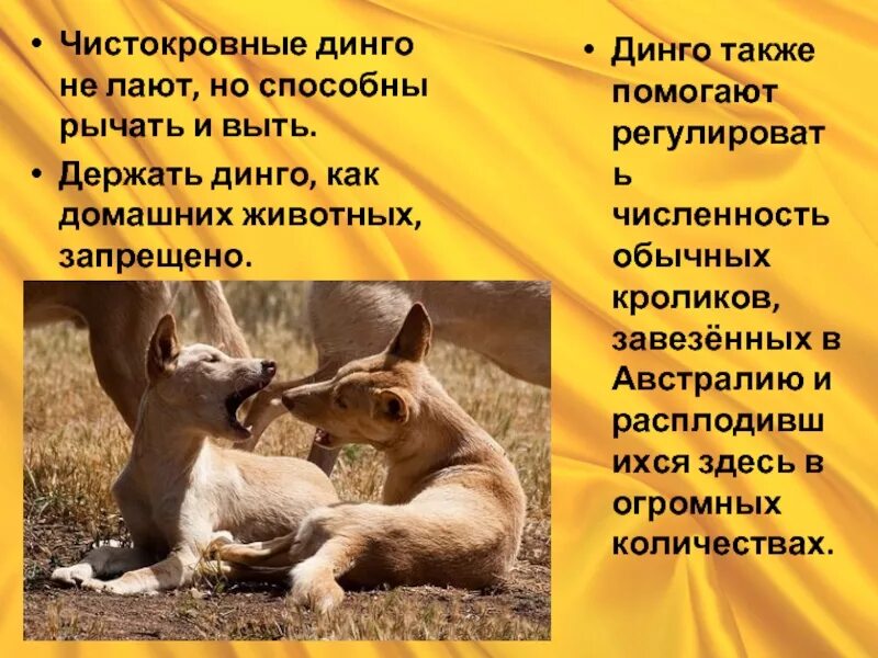 Краткое содержание дикой собаки динго. Динго описание. сообщение о динго. сообщение про собаку динго в австралии. презентация на тему дикая собака динго.
