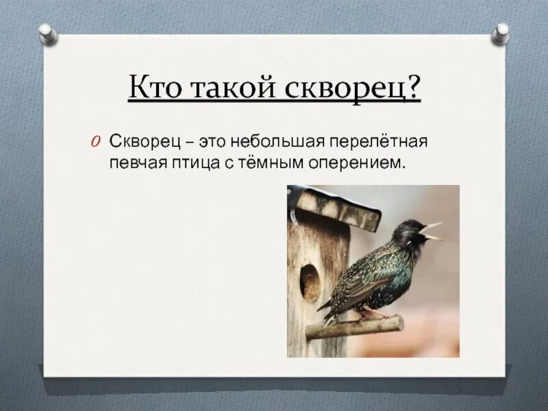 Рассказ куприна скворцы кратко. Изложение м Родионова скворец Лева. Изложение скворцы. Скворец Лева изложение план. Изложение скворец музыкант.