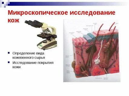 Методика исследования кожи