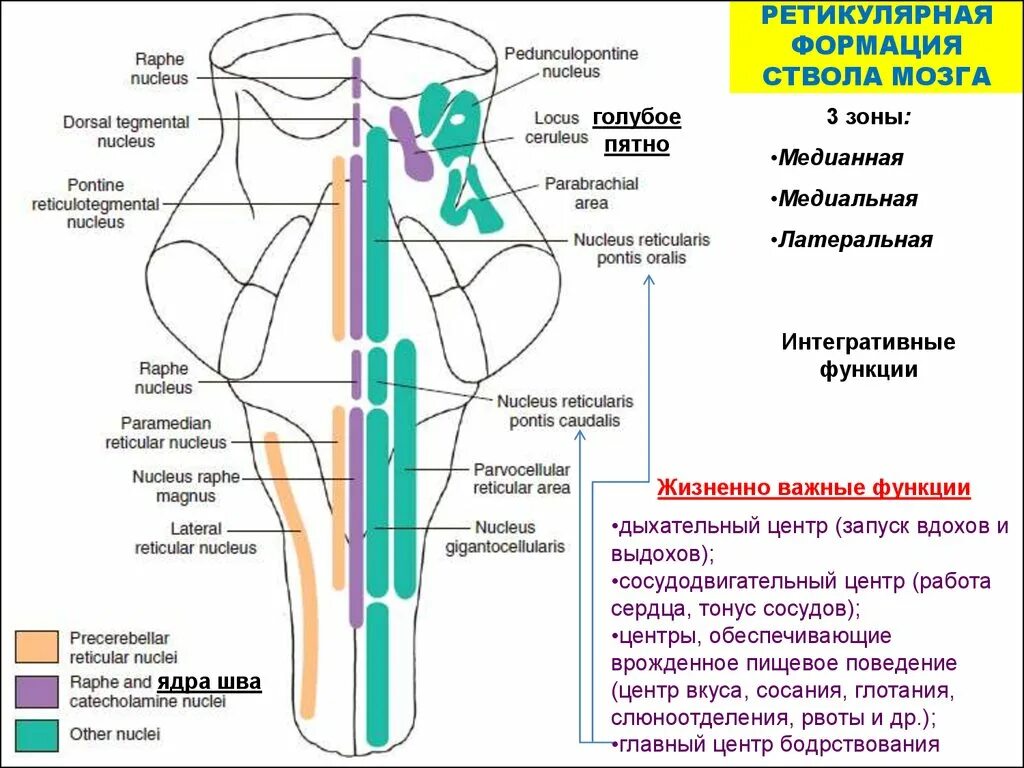 Ядра черепных нервов ствола мозга. Ядра ретикулярной формации ствола мозга. Ядра ретикулярной формации функции. Ядра ретикулярной формации продолговатого мозга. Продолговатый мозг ядра ствола мозга.