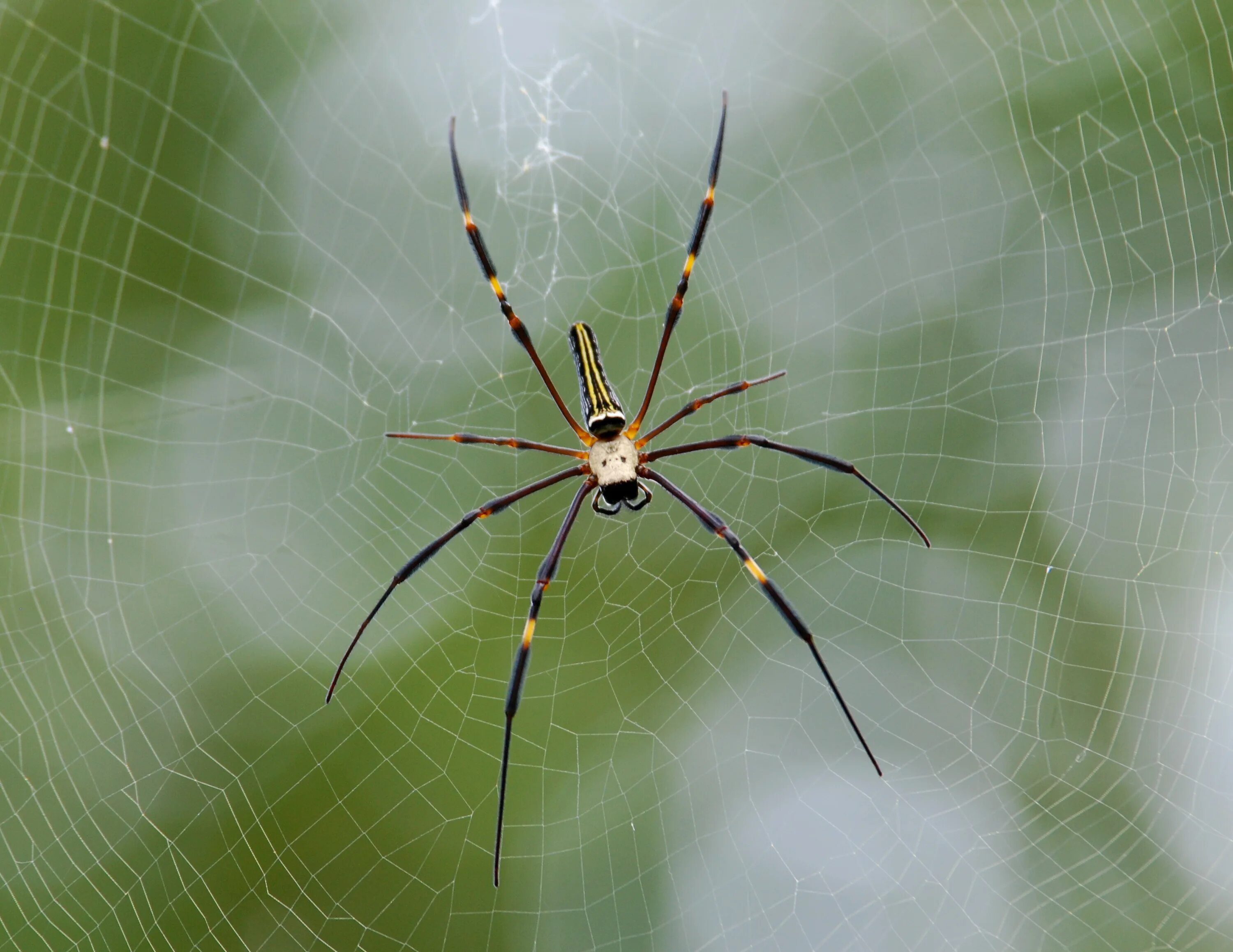 Spiders pictures. Паук нефил паутина. Nephila pilipes самец. Нефила золотопряд. Азиатские пауки.