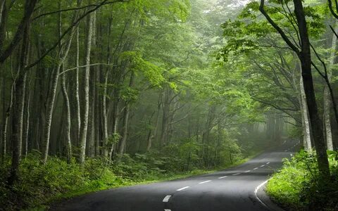 Forest roads
