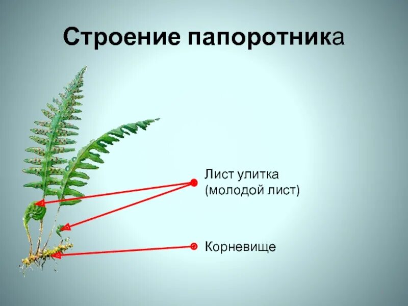 Папоротники конспект