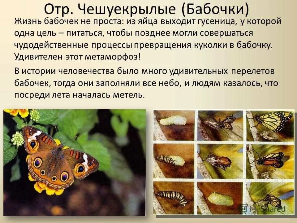 Отряд чешуекрылые общая характеристика. Отряд чешуекрылые или бабочки представители. Чешуекрылые насекомые характеристика. Особенности отряда чешуекрылые.