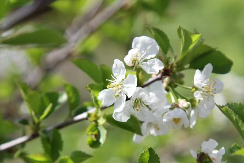 Черемуха лекарственное растение. Чашелистики пестик тычинки венчик. Околоцветник черемухи. Околоцветник образован. Формула цветка яблони биология 6 класс.