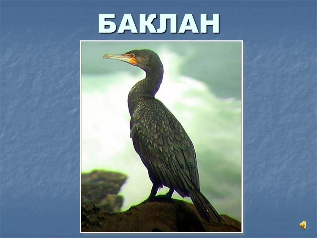 Баклан жаргон. Стеллеров баклан. баклан птица для детей. баклан надпись. баклан презентация.