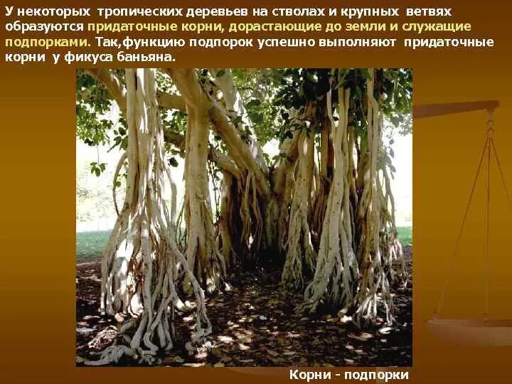 Корень дерева функции
