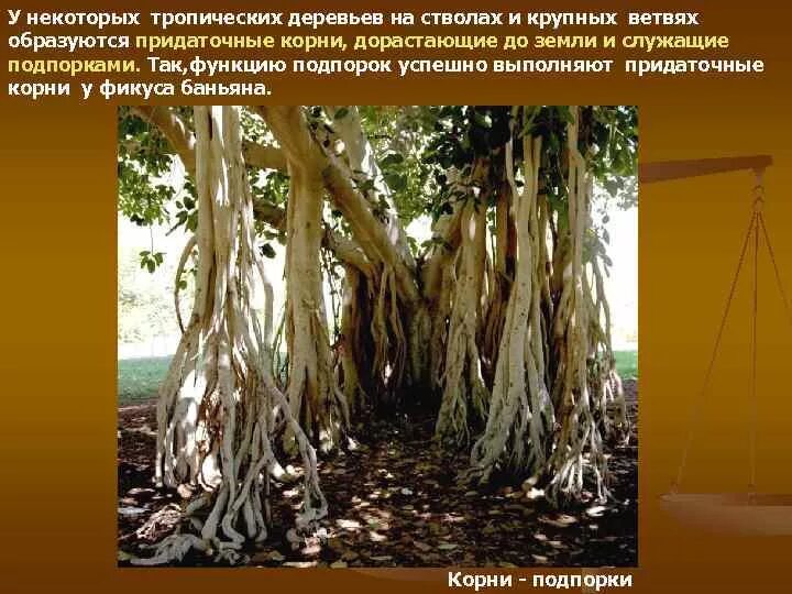 3 корня 1 ствол. Корни подпорки баньяна. Придаточные корни баньяна. Придаточные корни подпорки. Корни подпорки функции.