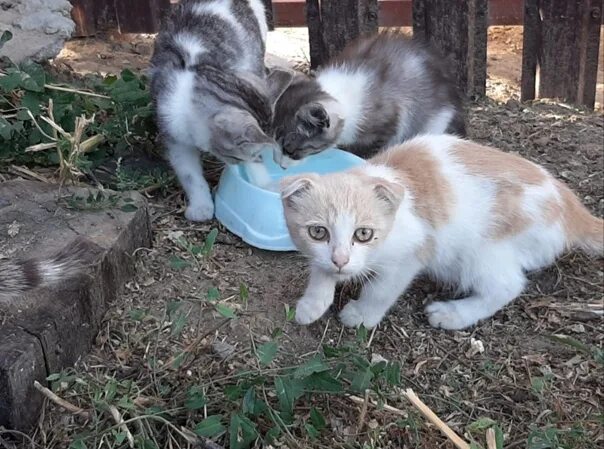 Wild kitty model. Возьму влобрые руки непородистогокотенка волгоград. Дикие одомашненные кошки. Шотландские котята в волгограде на авито. Котята шотландские в добрые руки белая калитва.