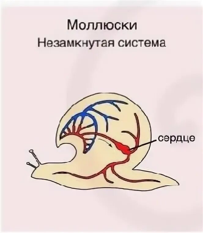 Прудовик замкнутая или незамкнутая кровеносная. Строение кровеносной системы моллюсков. Тип моллюски кровеносная система. Схема кровеносной системы брюхоногих моллюсков. Размножение двустворок.