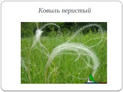 Что значит ковыль
