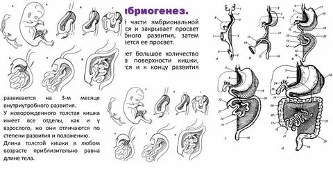 Развитие толстого кишечника