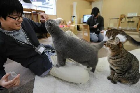 Кошки которые живут мало