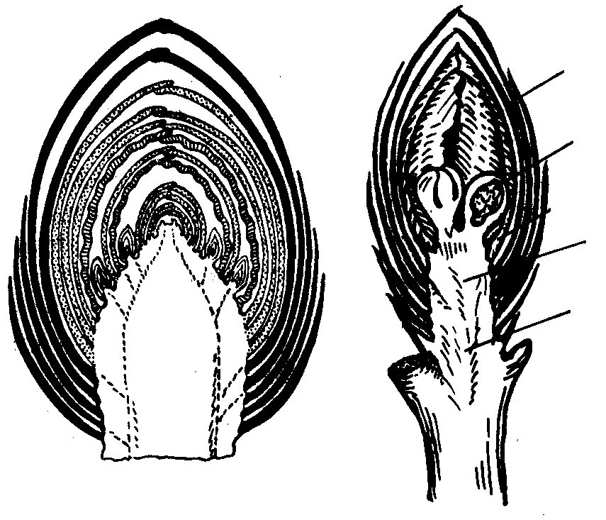 Вегетативная почка на побеге. Строение вегетативной и генеративной почки. Вегетативная почка тополя. Вегетативные и генеративные почки сирени. Строение генеративной почки.