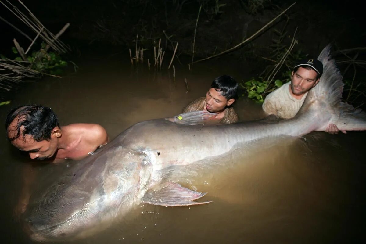 Сонник рыба большая живая. Гигантский сом Меконга. Mekong giant Catfish.