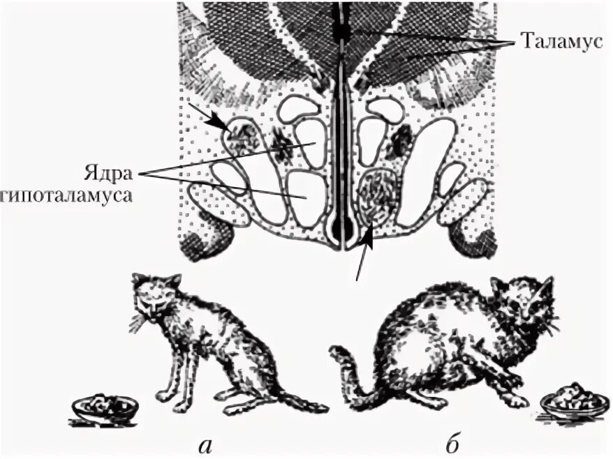 Гипоталамус и голод. Повреждения центра голода и насыщения. Центр голода и центр насыщения кошки. Гипоталамус центр голода и насыщения. Разрушение центра голода в гипоталамусе.