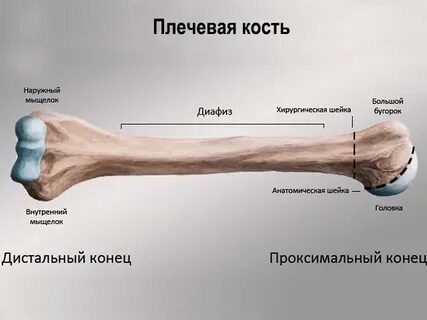 Проксимально дистальный градиент это