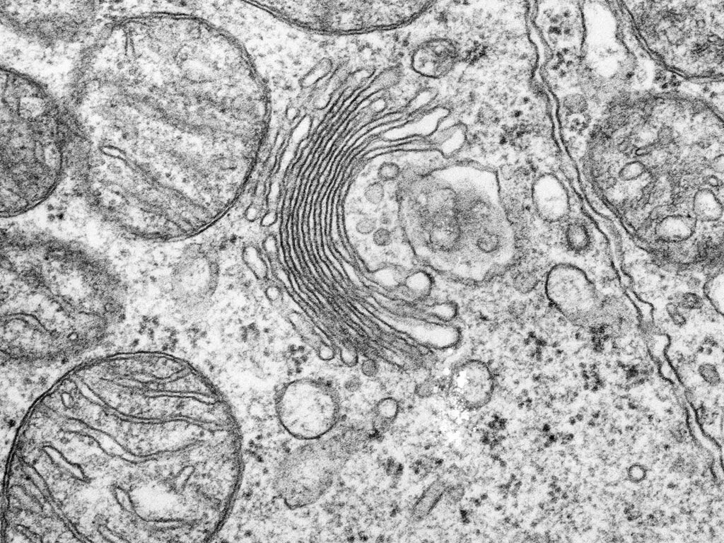 Cell biology, Biology, Animal cell