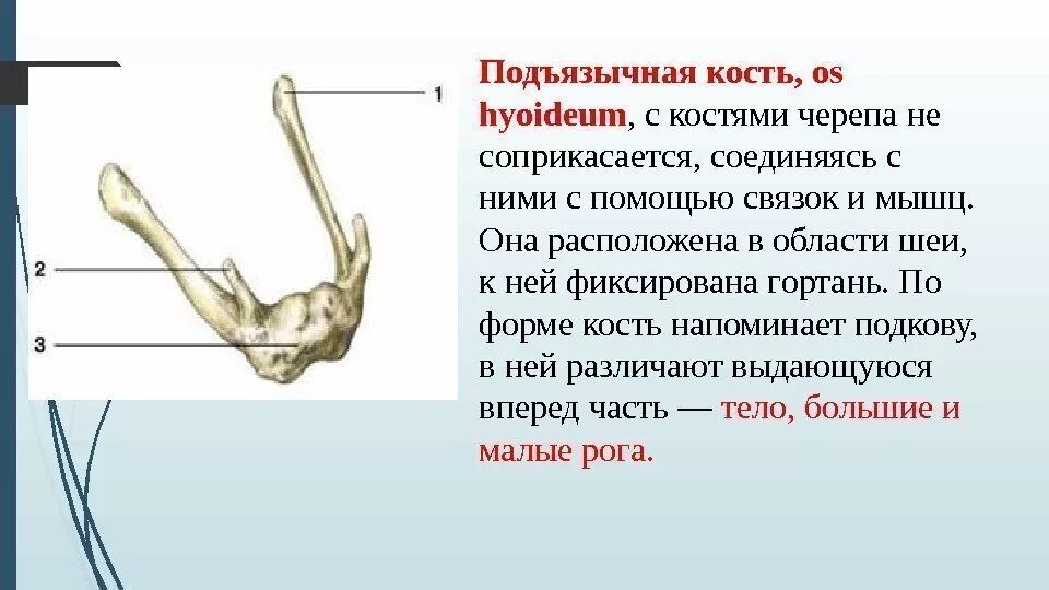 Где находится подъязычная кость. Подъязычная кость анатомия функции. подъязычная кость тип кости. подъязычная кость вид спереди. строение черепа подъязычная кость.