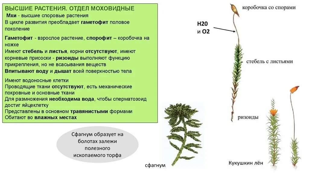 По каким признакам мхи относятся к высшим. Отделы растений. Ламинария гаметофит или спорофит. Высшие споровые растения. У споровых растений преобладает.