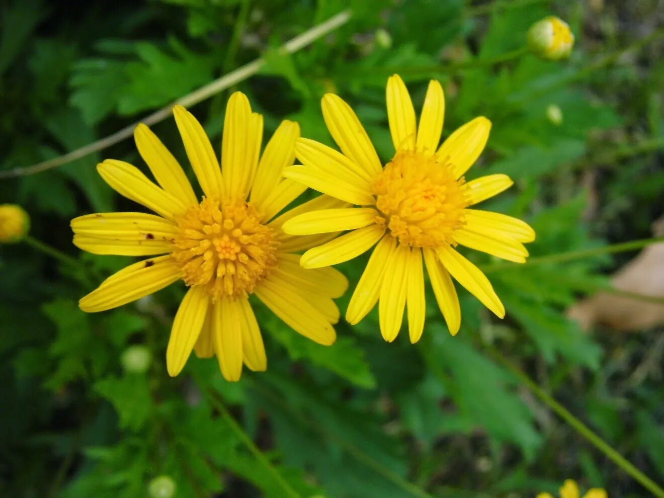 Ромашка золотистая. Хризантема горицвет. Хризантема индикум. Inula ensifolia. Экстракт Chrysanthellum indicum (Золотая Ромашка).