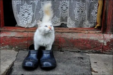 Сапожки коты