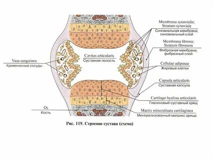 Из какой ткани состоит хрящ и кость