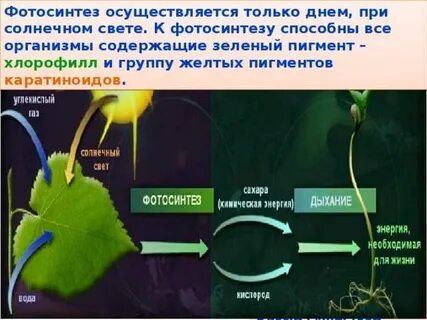 Ботаническая наука изучает фотосинтез