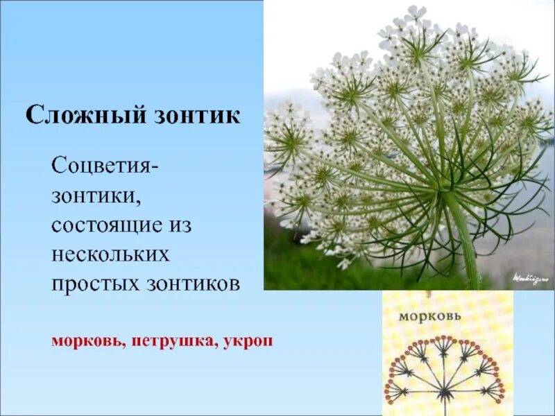 Соцветие зонтик. Зонтик соцветие признаки. Сложный зонтик цветок. Зонтик соцветие признаки. Ложный зонтик соцветие примеры растений.