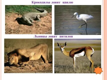 Какие отношения между волком и антилопой