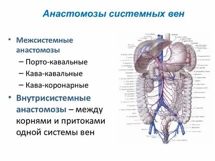 Анастомозы анатомия
