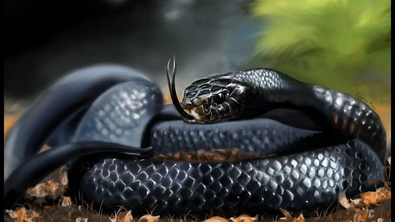 Greg bakirtzis mamba. Чёрная мамба змея. Самая ядовитая змея в мире черная мамба. Африканская змея черная мамба. Чешуя черной мамбы.