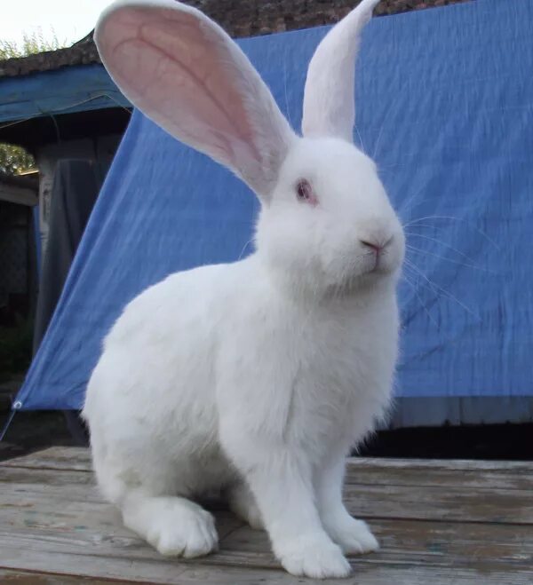 Купить кроликов ростов. Белый Фландр кролик. Бельгийский Фландр белый. Кролики великаны белый Ризен. Кролики белый Ризен.