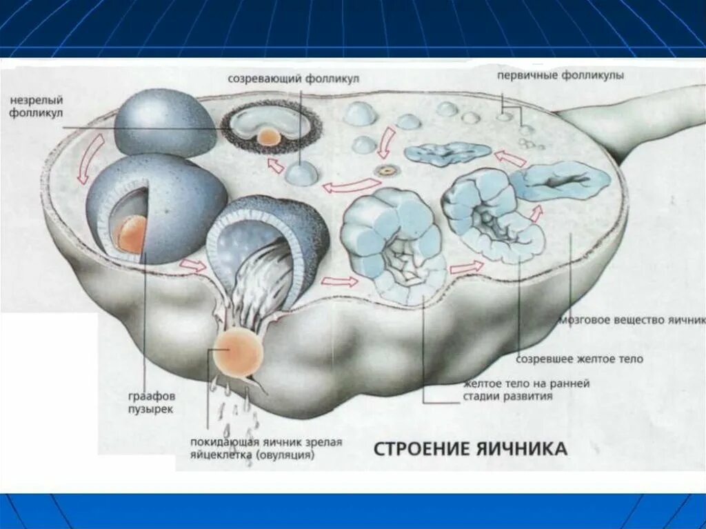 Половые органы строение функции. Анатомия женской половой системы яичник. Женская половая система яичник анатомия строение. Пункция фолликулов яичника. Женские половые органы анатомия яичник.