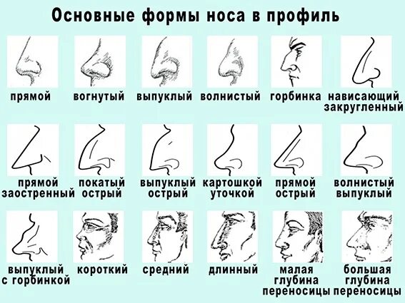 Как называется форма носа. Формы носа.
