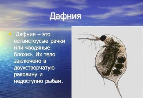 Какой тип кровеносной системы характерен для дафнии