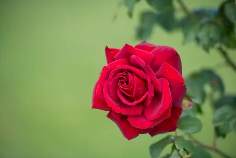 Red rose mp3