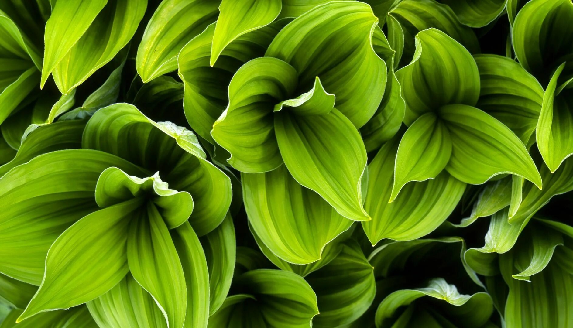 Wallpaper : leaves, nature, plants, branch, green, tree, leaf, flower, flora, la