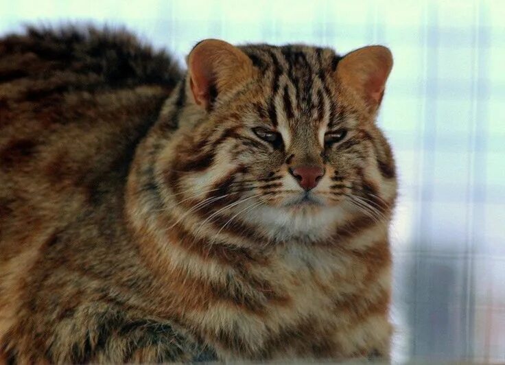 Воин Квой Детеныши животных, Кошки, Кот