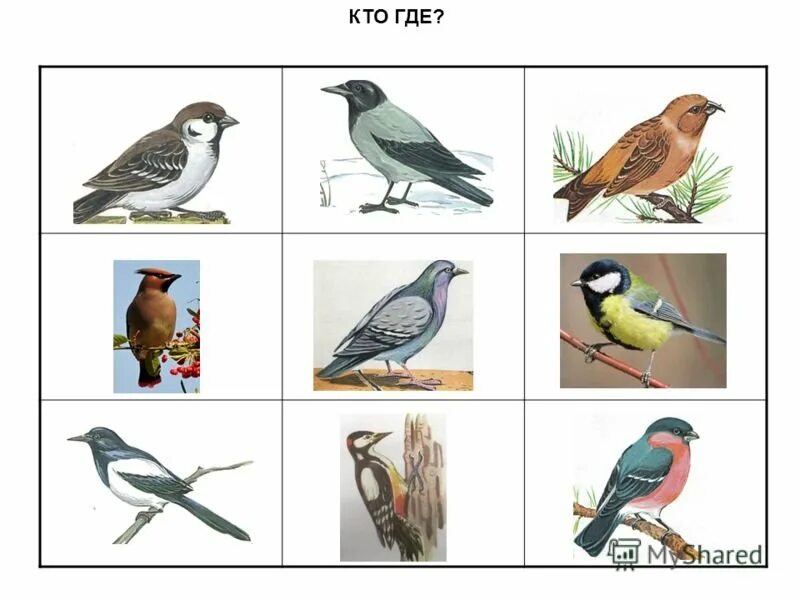 Перелётные птицы и зимующие птицы. Перелётные птицы игры для дошкольников. Карточки перелетные и зимующие птицы для детей. Лото зимующие птицы для детей.