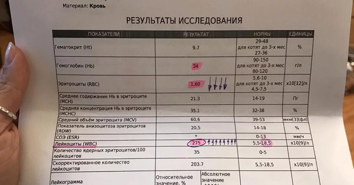 Сдать кровь на д3. Гемосиндром показатели кровь. Гемосиндром анализ крови у ребенка. Общий анализ крови с гемосиндромом что это. Показатели крови на гемосиндром у детей.